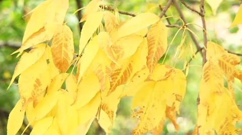 Yellow Leaves Stock Footage 52711298