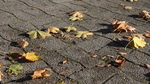 Yellow leaves Stock Footage 68695824