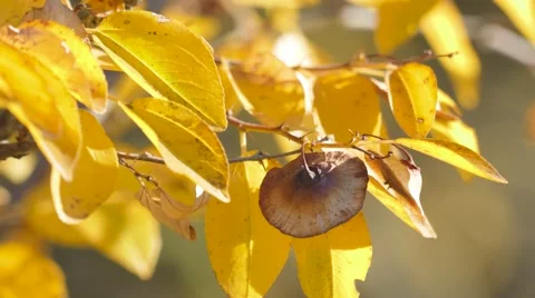 Yellow leaves Stock Footage 68717042