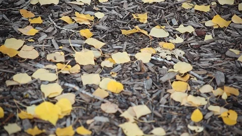 Yellow leaves Stock Footage 107737199