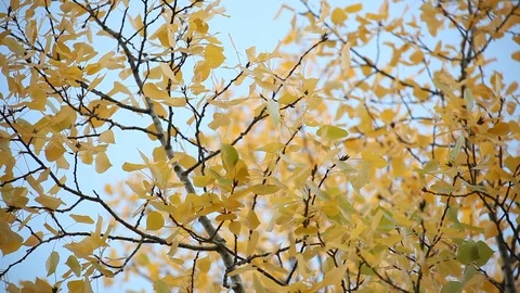 Yellow leaves Stock Footage 107737229