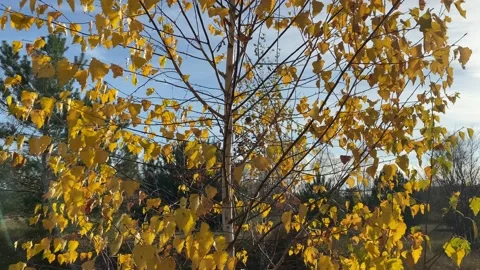 Yellow Leaves Vídeos de archivo 143496609