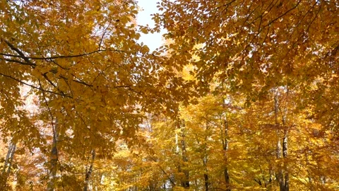 Yellow Leaves 스톡 동영상 163642903
