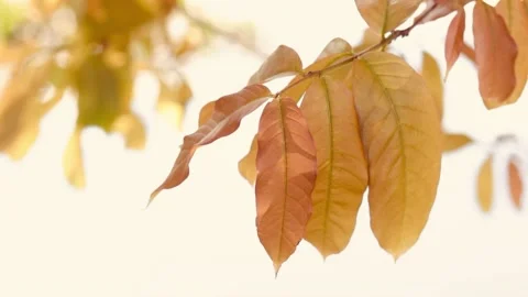 Yellow leaves Video stock 170756640