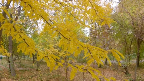 Yellow leaves Stock Footage 206763996