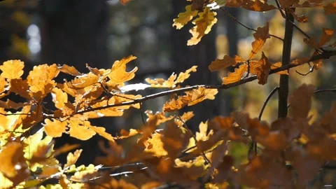Yellow leaves in the forest. Camera slide from right to left. Stock Footage 104661968