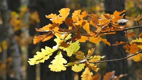 Yellow leaves in the forest. Camera slide from right to left. Close-up. Video stock 104661980