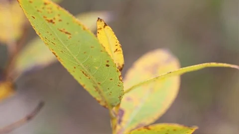 Yellow leaves in the forest Video stock 96420913
