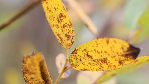 Yellow leaves in the forest Stock Footage 96421067