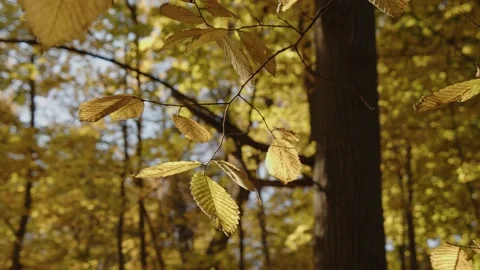 Yellow leaves in the forest Stock Footage 162768339