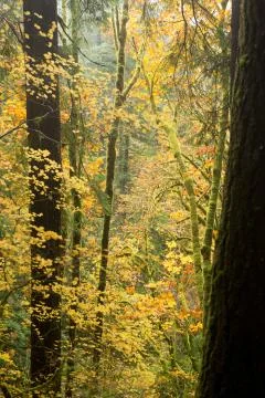 Yellow leaves in the forest Stock Photos