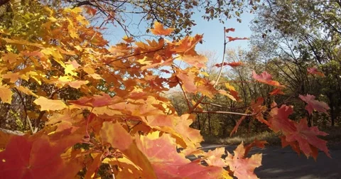 Yellow Leaves Gently Swaying in the Wind Against a Background of Asphalt Road Stock Footage 60448220