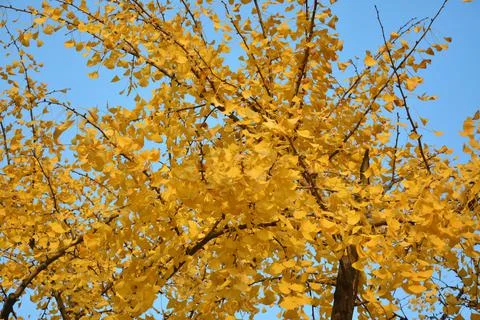 Yellow leaves of gingko tree Stock Photos
