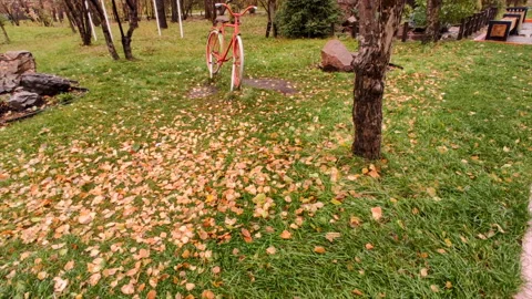 Yellow leaves on the grass. decorative monuments Stock Footage 218128230