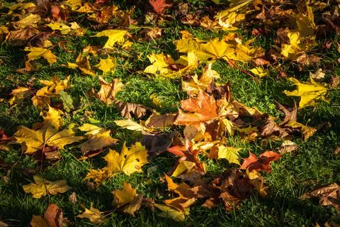 Yellow leaves on the grass in the fall Stock Photos