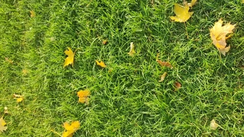 Yellow leaves on green grass Stock Footage 255647601