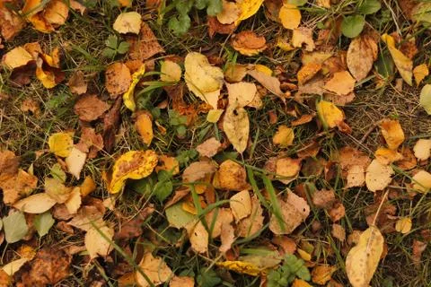 Yellow leaves in ground. Autumn. Close up background Stock Photos