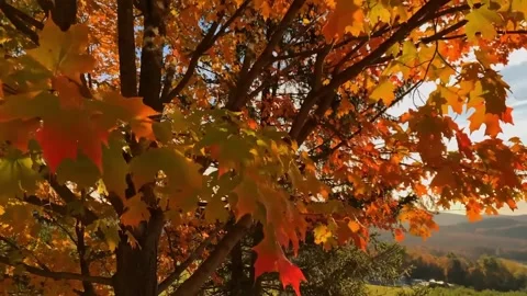 Yellow leaves on ground in fall park. Carpet of autumn leaves on the grass.  Stock Footage 286722733