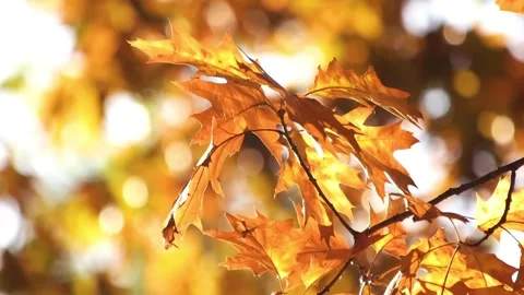 Yellow leaves on ground in fall park. Carpet of autumn leaves on the grass.  Stock Footage 286722738