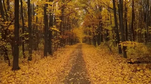 Yellow leaves on ground in fall park. Carpet of autumn leaves on the grass.  Stock Footage 286722976