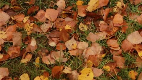 Yellow leaves on the ground. Stock Footage 10864797