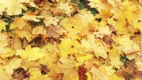 Yellow leaves on the ground Video stock 81660141