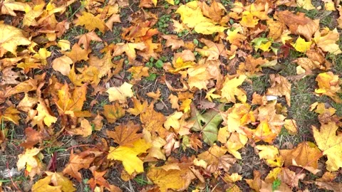 Yellow leaves on the ground Stock Footage 321828973