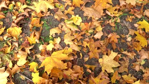 Yellow leaves on the ground Stock Footage 321829087