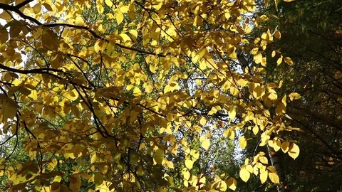 Yellow leaves of a hazel tree Stock Footage 104581963