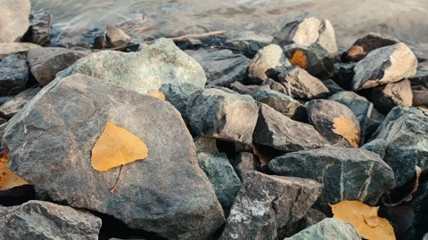 Yellow leaves on levee fall Stock Footage 294720203