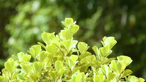 Yellow leaves in light rain Video stock 205067855