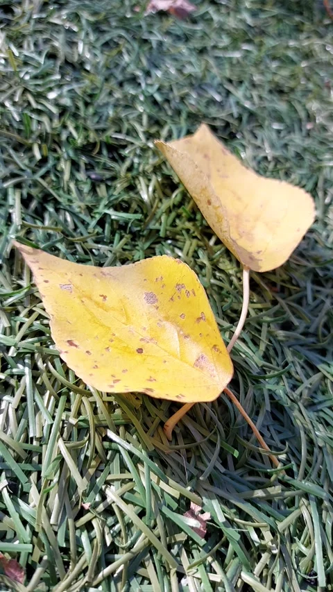Yellow leaves lying on artificial grass Stock Footage 264424140