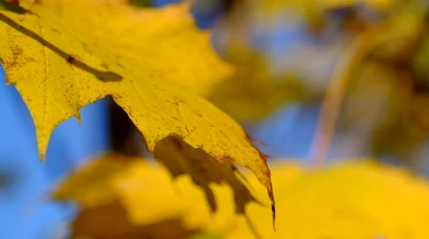 Yellow leaves of a maple in Autumn Stock Footage 43971472