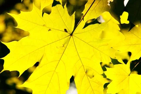 Yellow leaves of maple Stock Photos