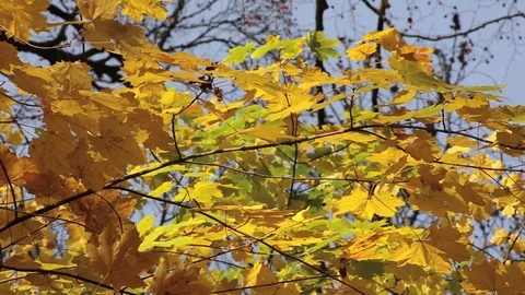 Yellow leaves on maple tree, autumn mood time lapse Stock Footage 99390903