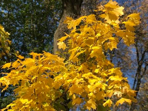 Yellow leaves on the maple tree Stock Photos