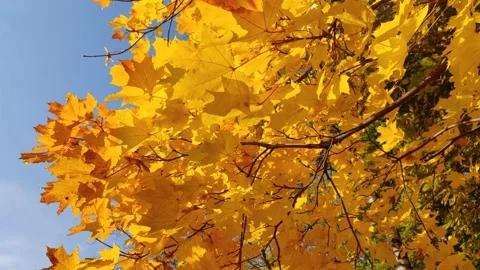 Yellow leaves move and fall from the tree in autumn because of the wind Stock Footage 163124178
