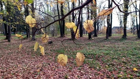 Yellow leaves move in the wind Stock Footage 141280684