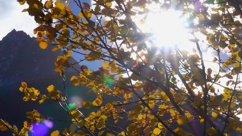 Yellow leaves moving caused of wind with a beautiful sky Stock-Footage 128745447