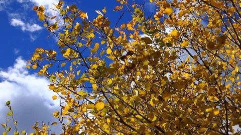 Yellow leaves moving caused of wind with a beautiful sky Stock Footage 128746488