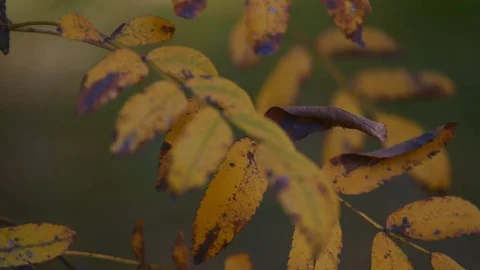 Yellow leaves on nature background. selective focus Stock Footage 83320543