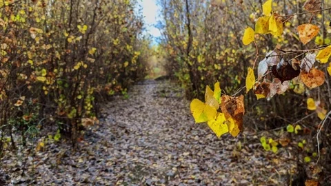 Yellow leaves next to path in woods Stock Footage 294708116