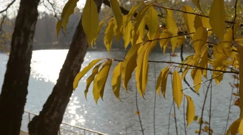 Yellow leaves in the park Stockbeeldmateriaal 60954367