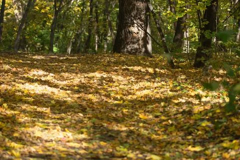 Yellow leaves on the path, tree trunks. Stock Photos
