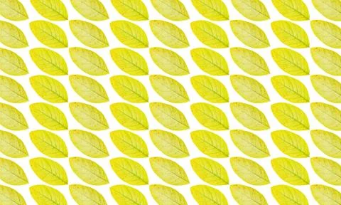 Yellow leaves pattern isolated on white background Stock Photos