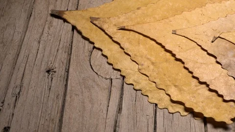 Yellow leaves pattern, Nature background, Sliding camera Stock Footage 118861078