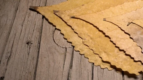 Yellow leaves pattern, Nature background, Sliding camera Video stock 118861900