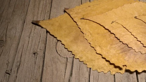 Yellow leaves pattern, Nature background, Sliding camera Video stock 118862017