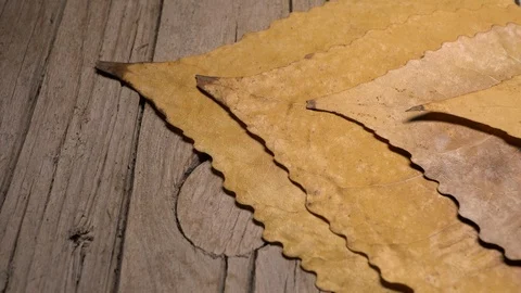 Yellow leaves pattern, Nature background, Sliding camera Stock Footage 118862491