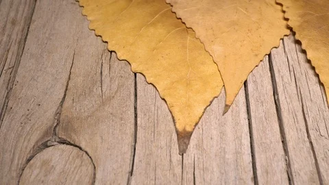 Yellow leaves pattern, Nature background, Sliding camera Video stock 118863489
